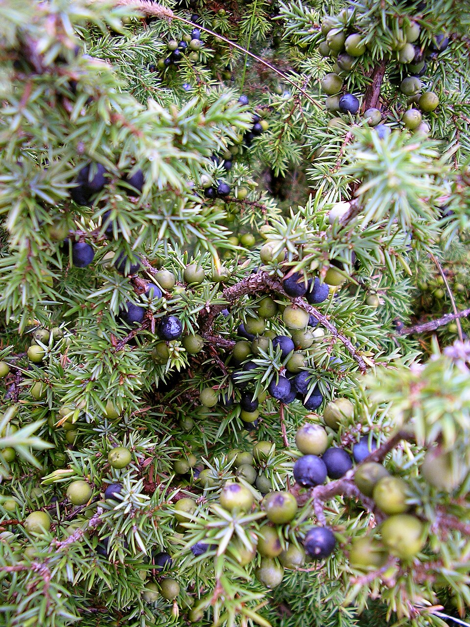Juniper Berries