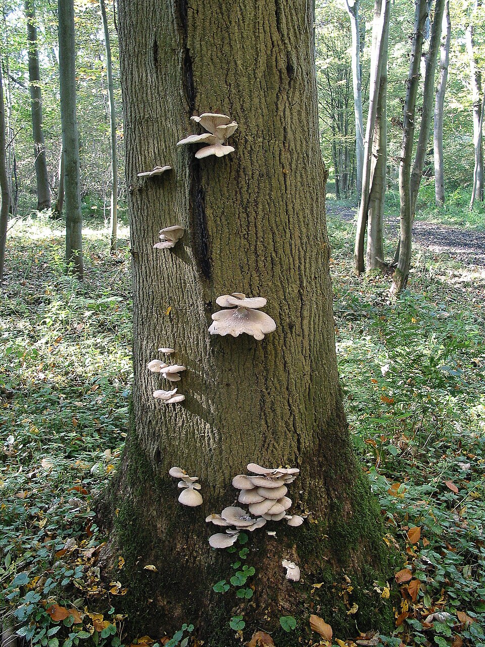 Oyster Mushrooms