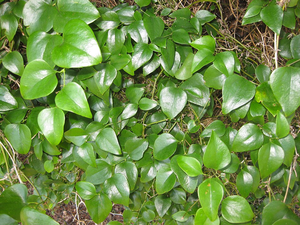 Greenbrier Leaves