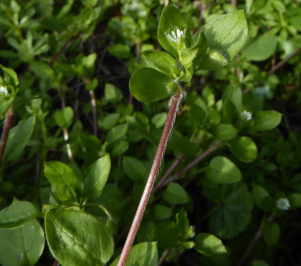 Chickweed