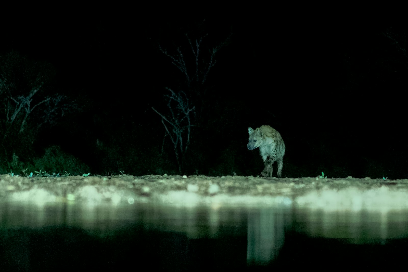 A wolf walking across a lake at night