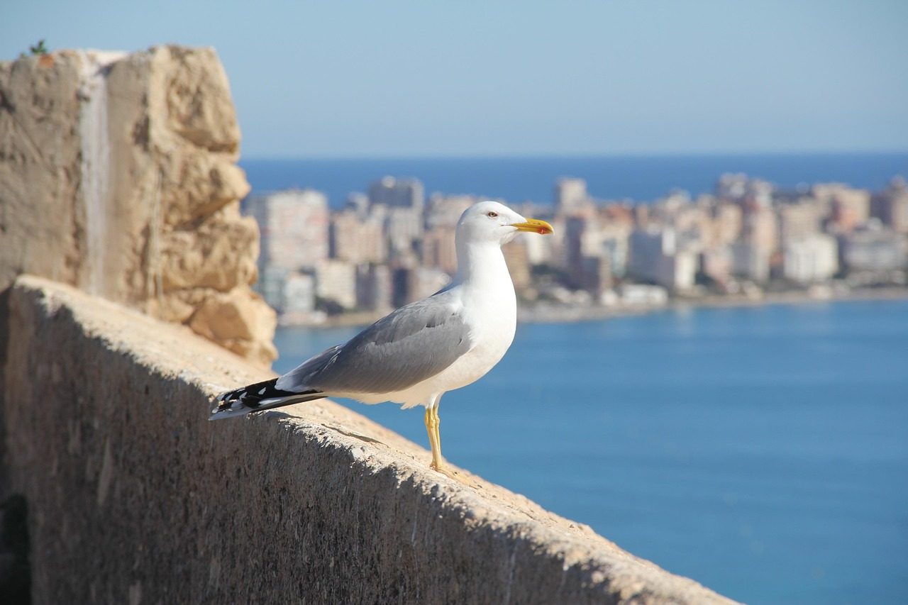 Seagull sitting on a wall