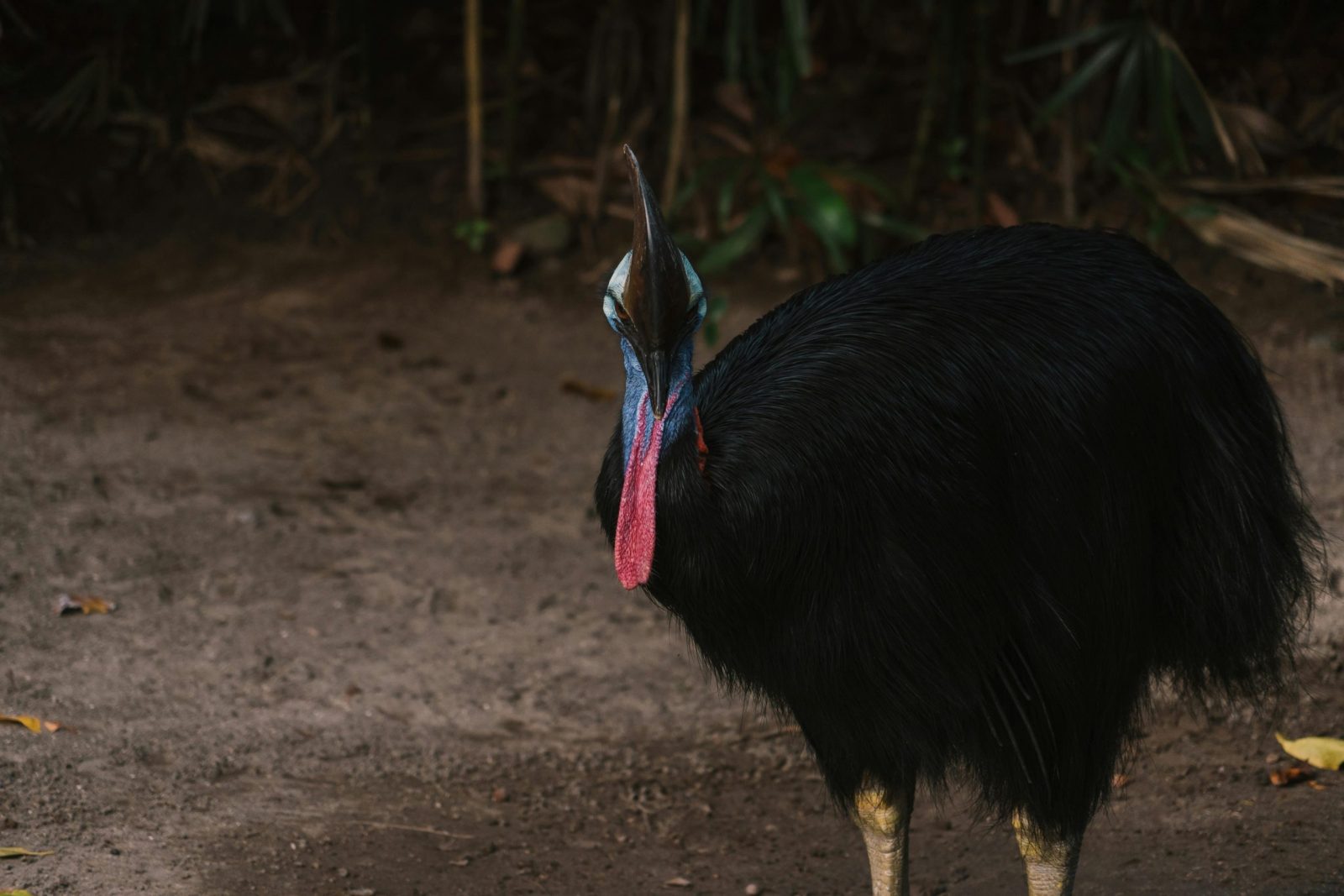 Vivid portrait of a Southern Cassowary showcasing vibrant colors in its natural environment.