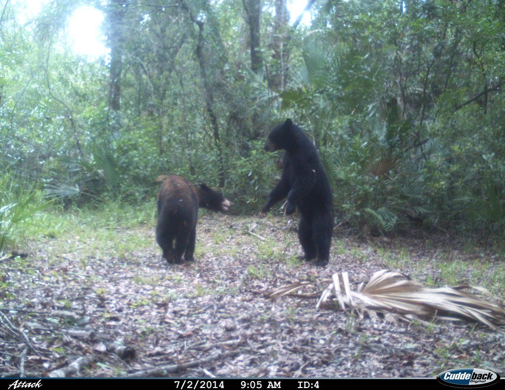 Florida Panther Trail Camera 04