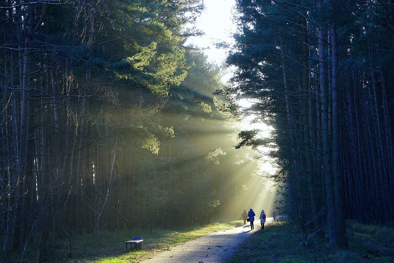 Hiking in dense forest area