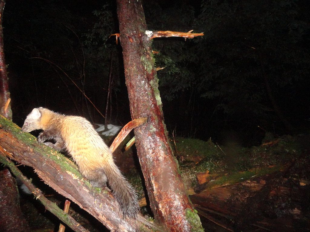 American marten on trail camera