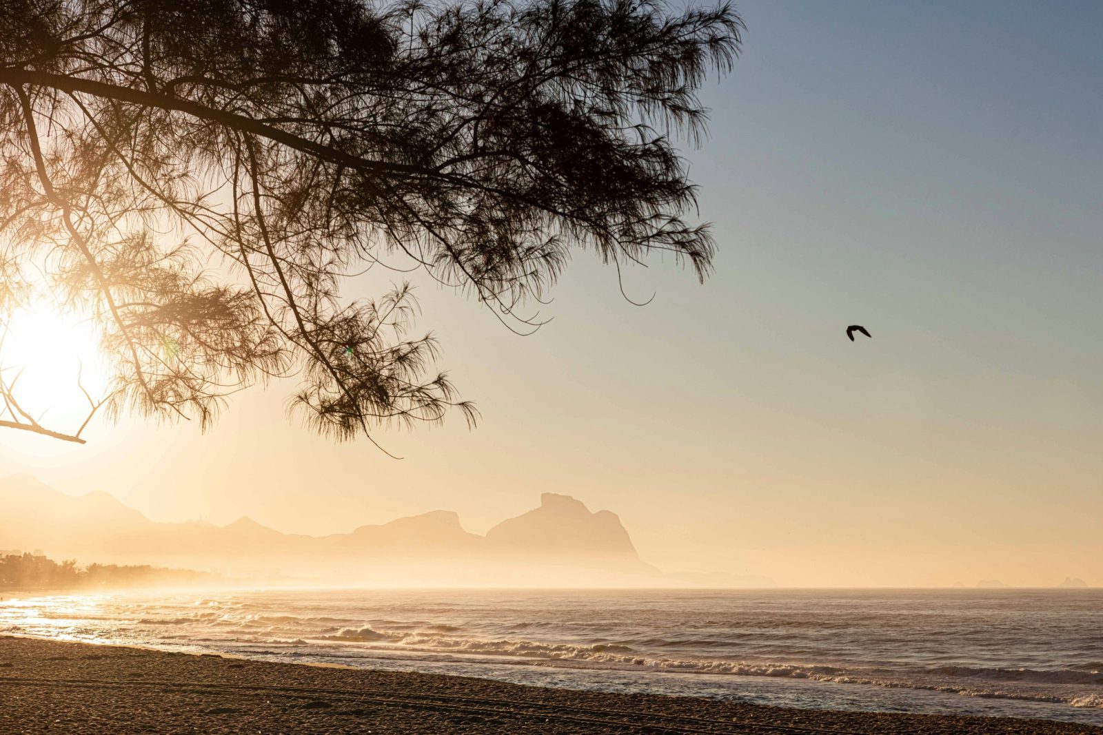 Tree Yelping At Dawn