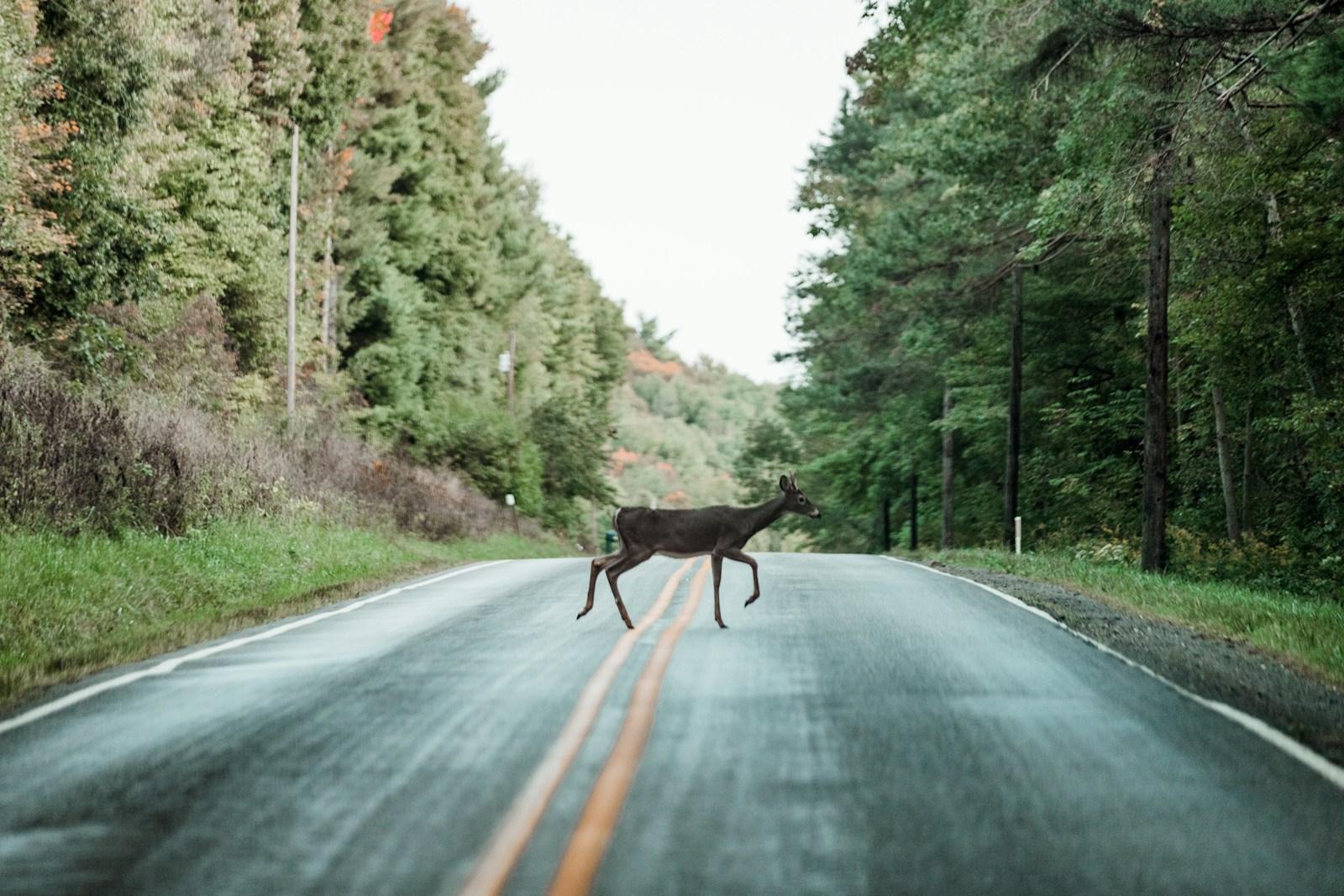 Deer in the Road