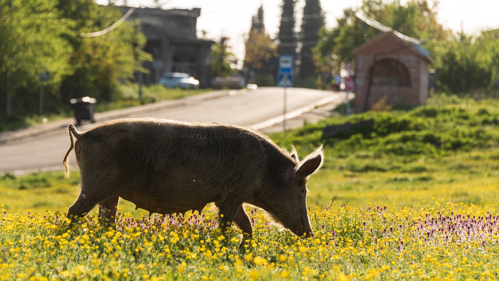 wild hogs in Georgia