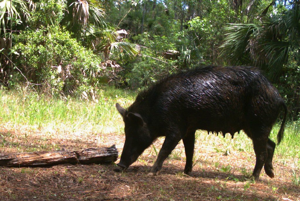wild hogs in Florida