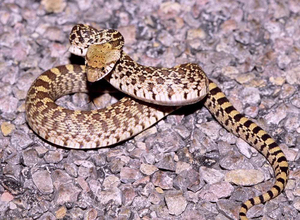 Sonoran Gopher Snake -- West Texas