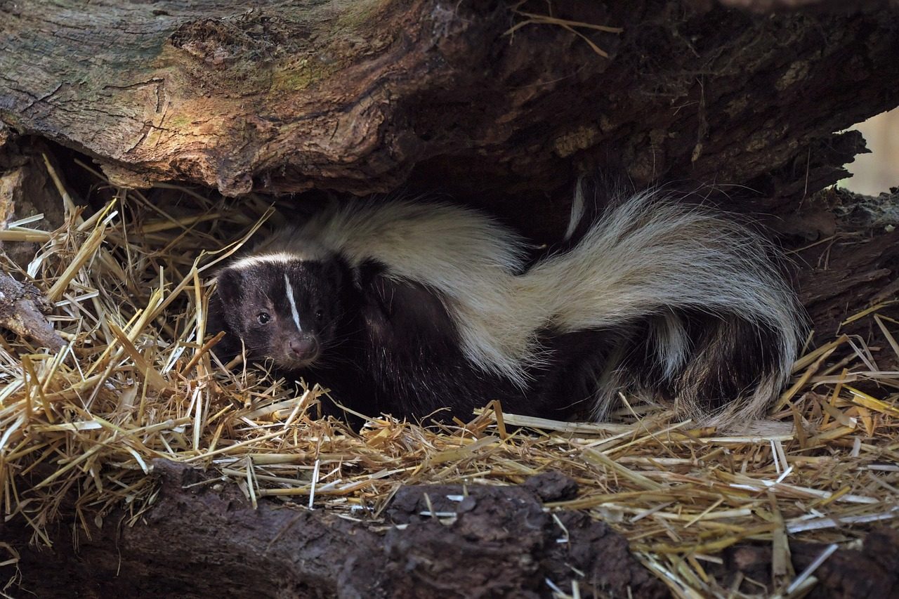 Skunks