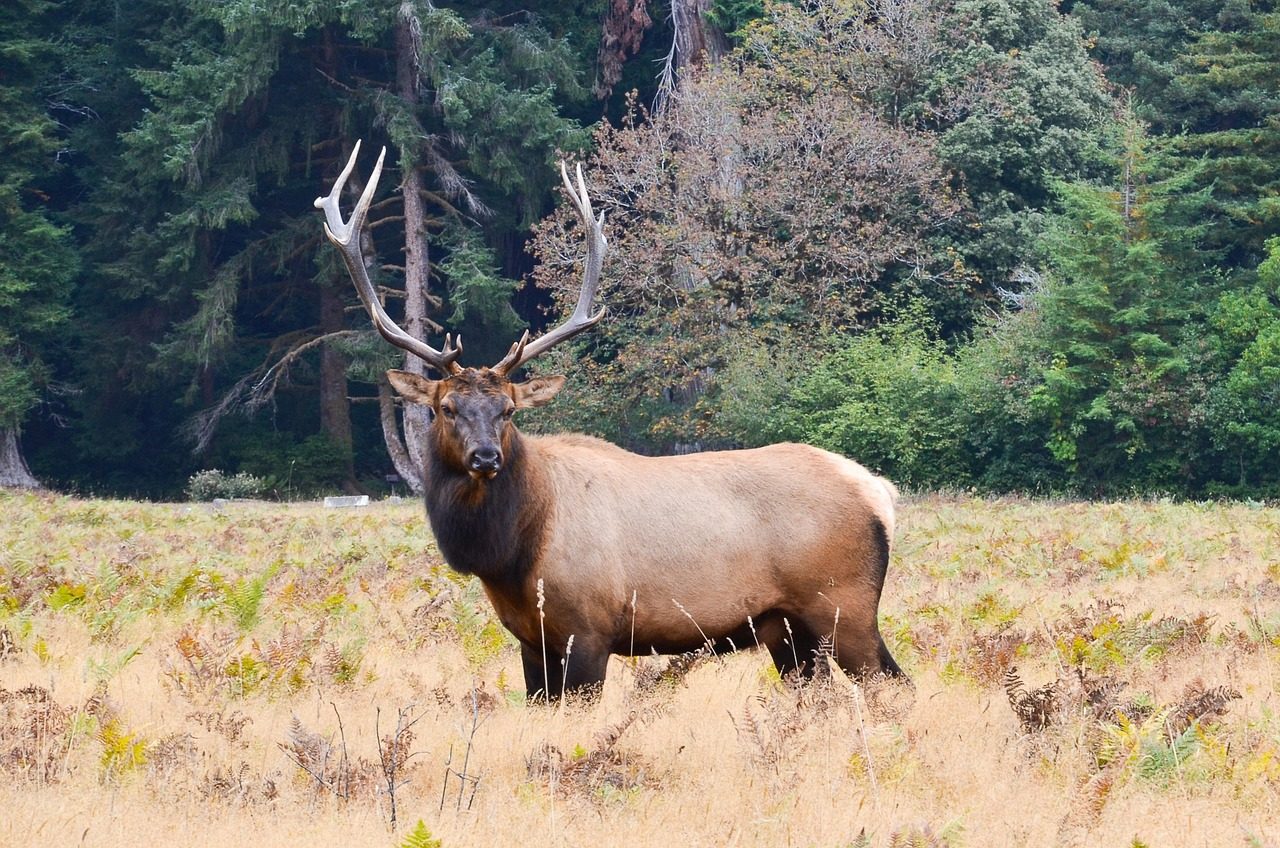 usa, america, north america, moose, california, humboldt county, animal, united states, forest, trees, roosevelt moose, olympic moose, cervis elaphus roosevelti, mammal, elk horn deer, antler, nature, glade, wildlife, wild animals, hunt, wild, moose, moose, moose, moose, moose