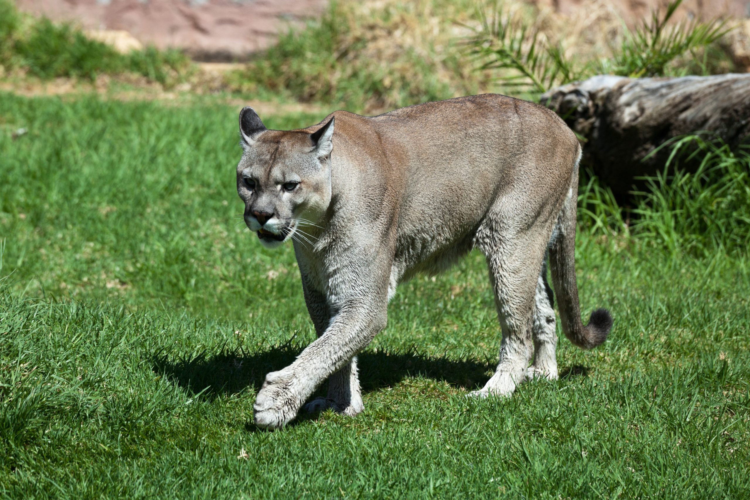 Puma_concolor_stanleyana_-_Texas_Park_-_Lanzarote_-PC08