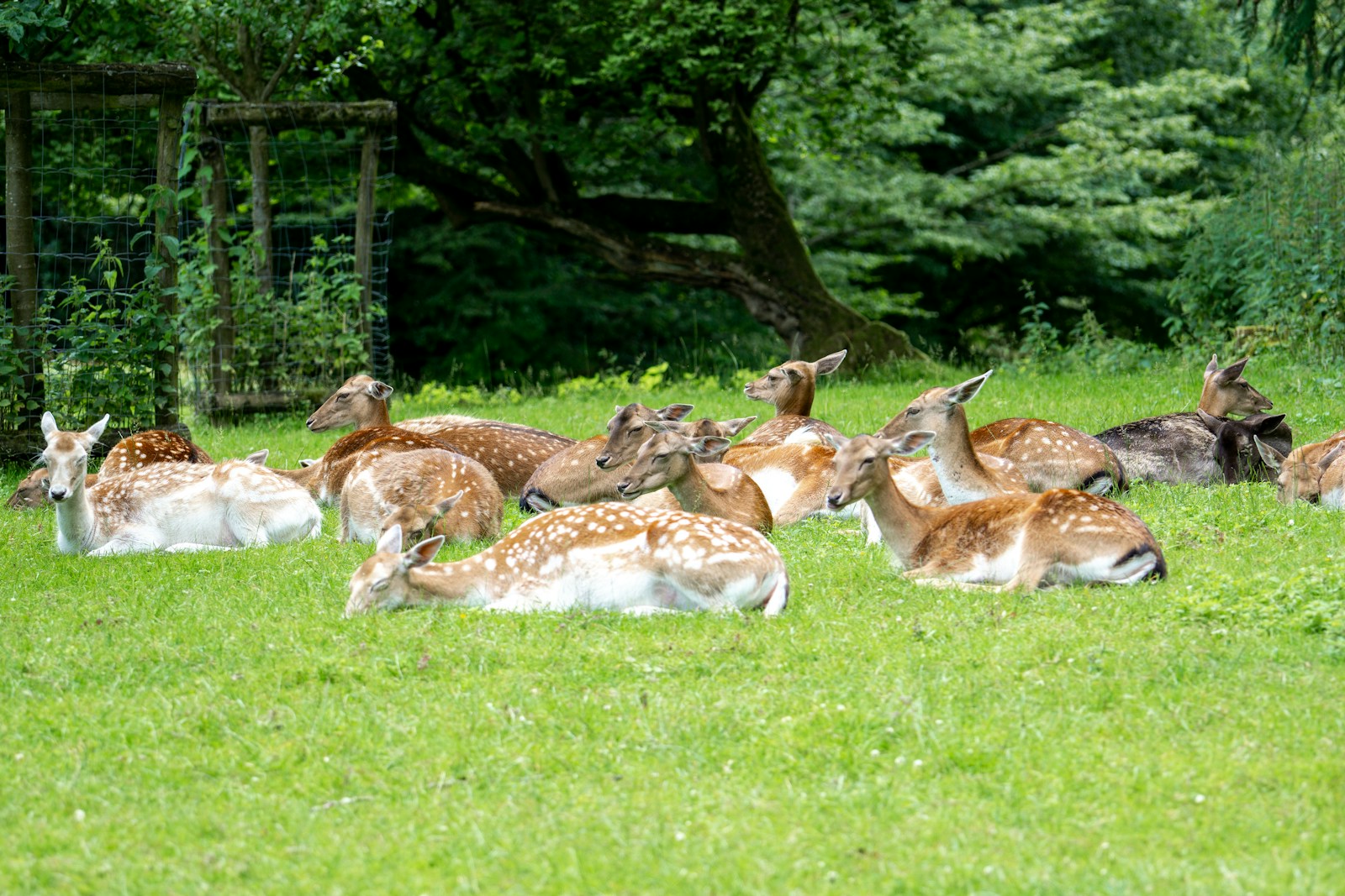 A herd of deer laying on top of a lush green field