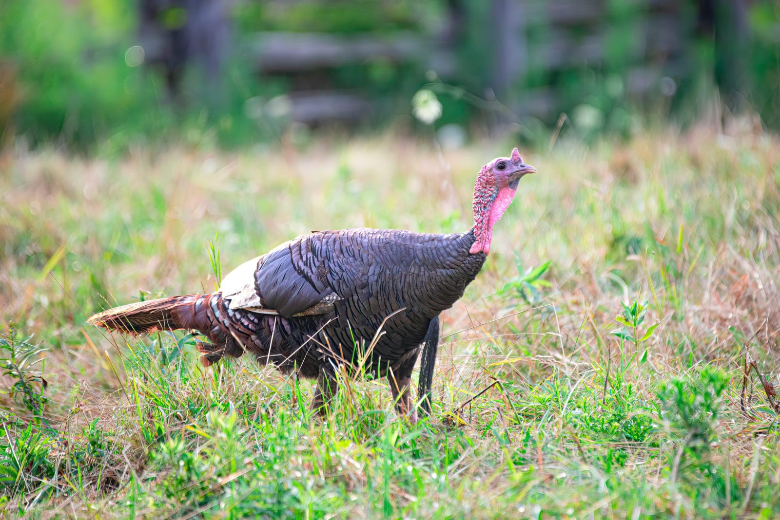 A vibrant wild turkey stands alert in a grassy field, showcasing its natural beauty.