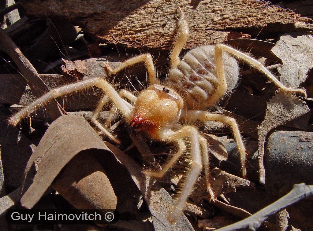 Camel Spider (Galeodes) עכשוב