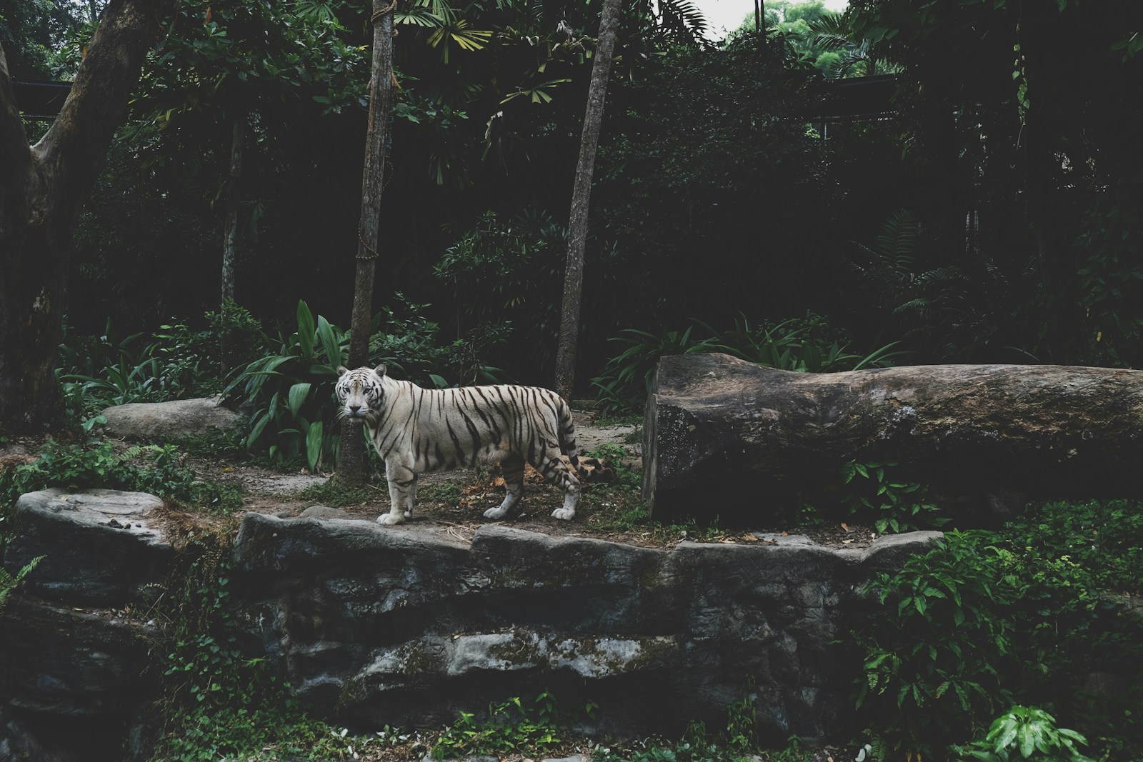 taiki-ishikawa-w6EMxsk8CDA-unsplash tiger near tree trunk