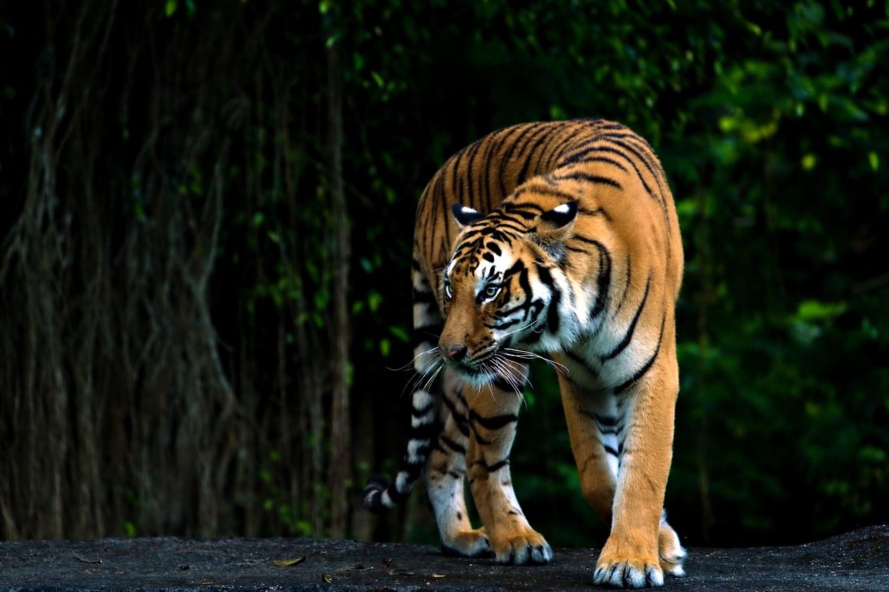 bengal tiger