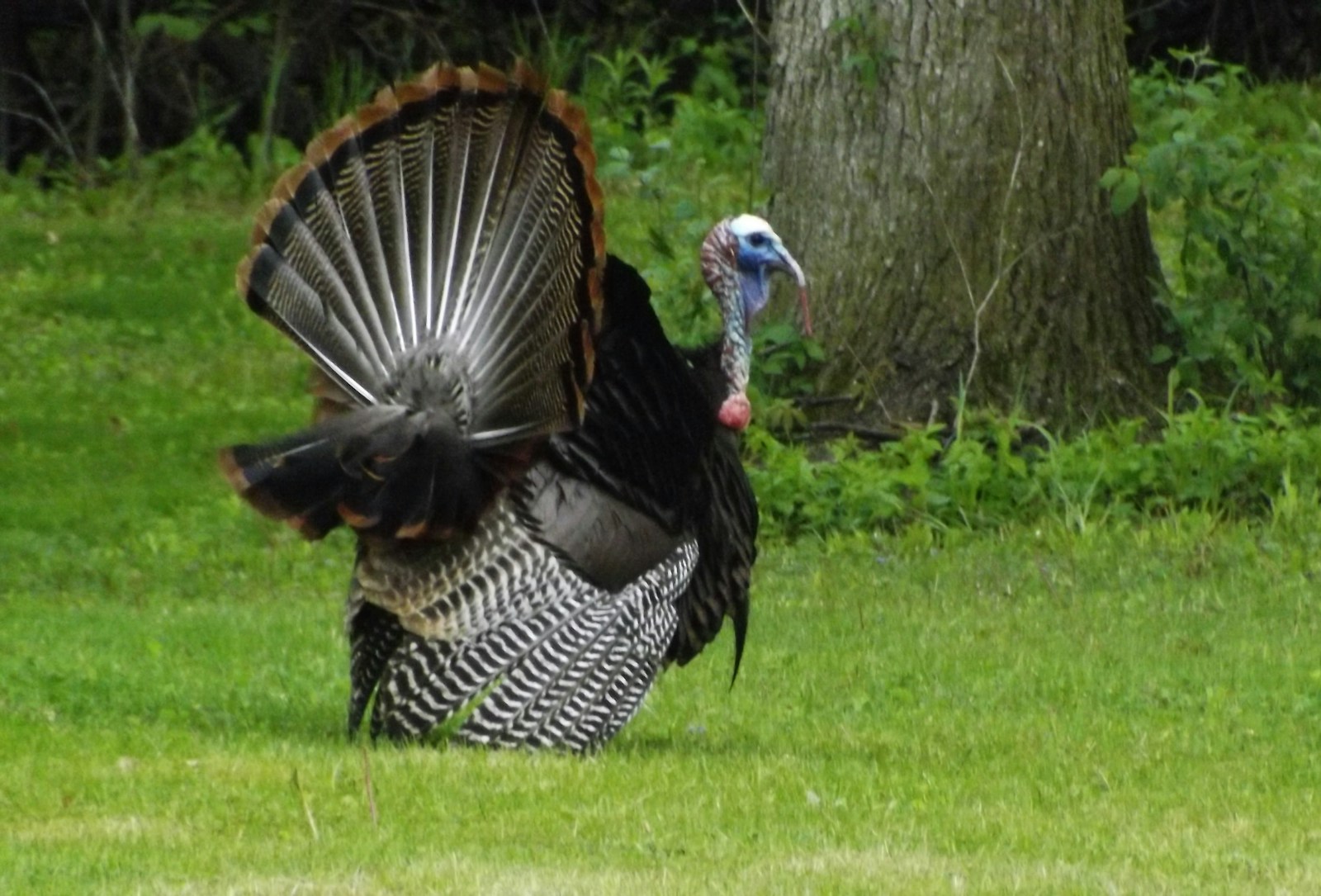 a large bird standing on top of a lush green field