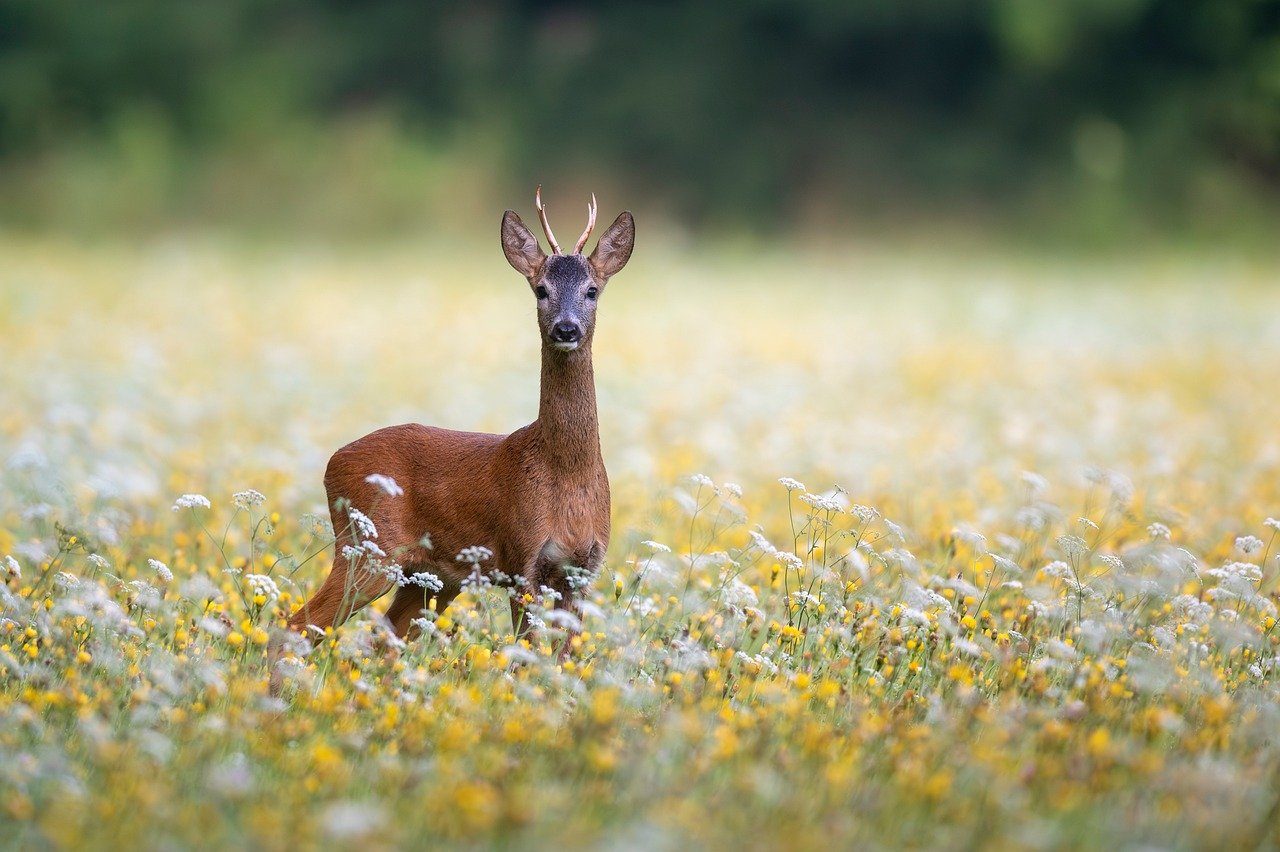 nature, deer, roe deer, wildflowers, forest, wild, summer, antlers, mammal, field, landscape, row deer antlers, natural environment, wild animals, ecology, wilderness, environment, animal tracks, hunting, biodiversity