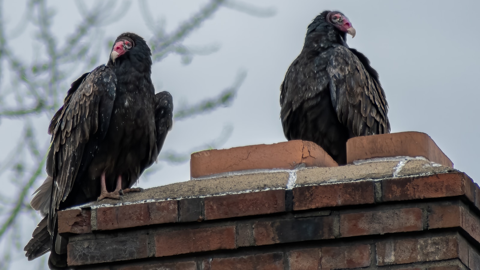 Turkey Vultures