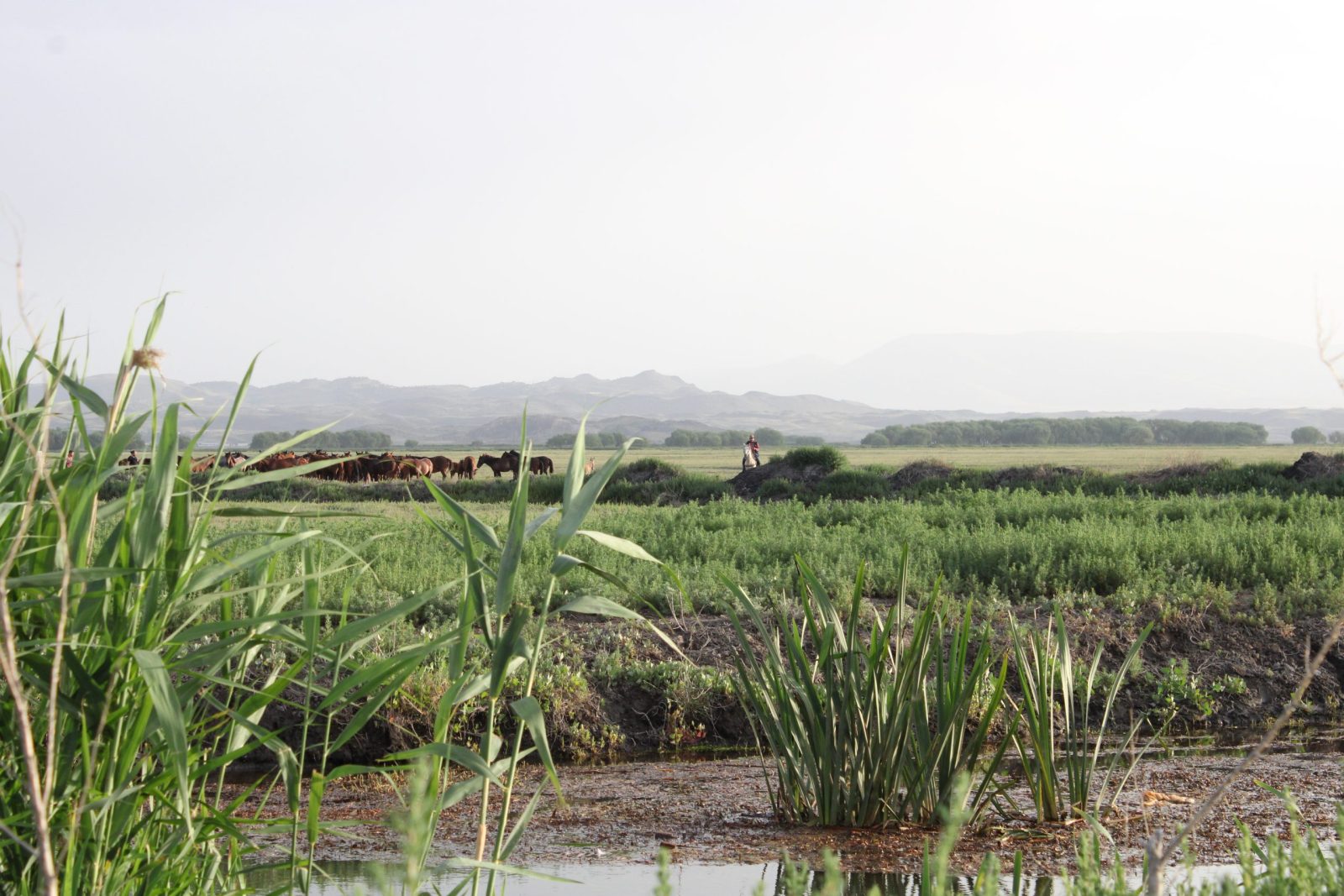 Hürmetçi wetland reeds