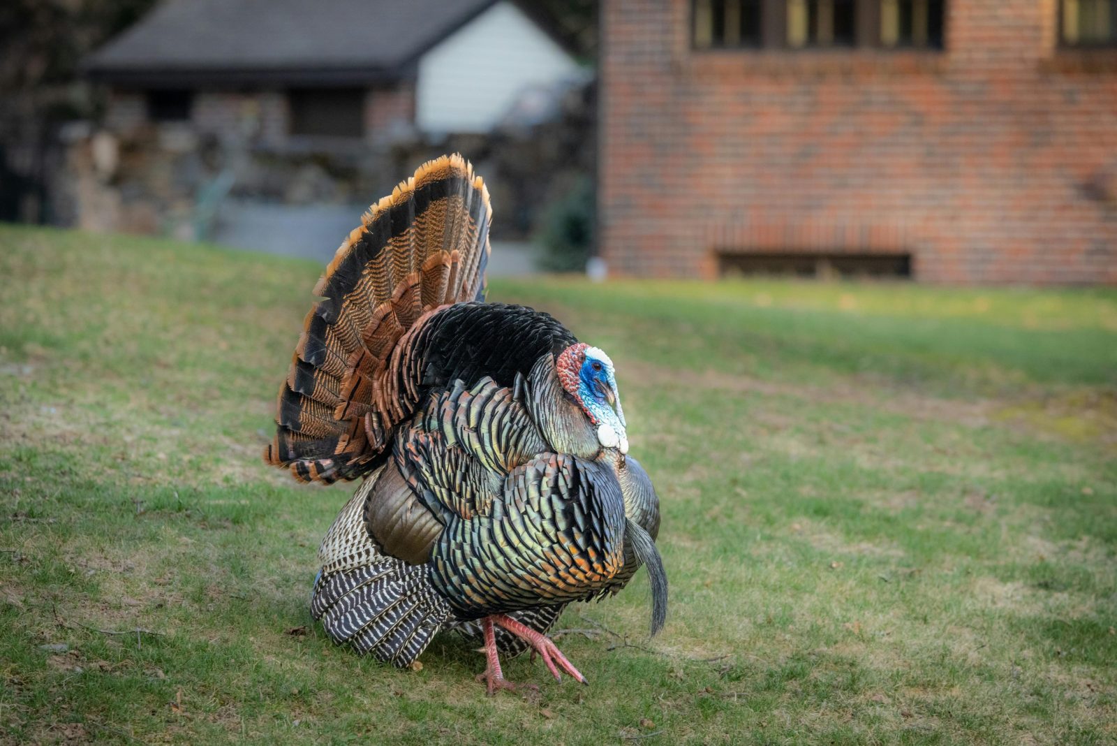 A vibrant wild turkey displaying its feathers on a grassy countryside field in Southborough, MA.