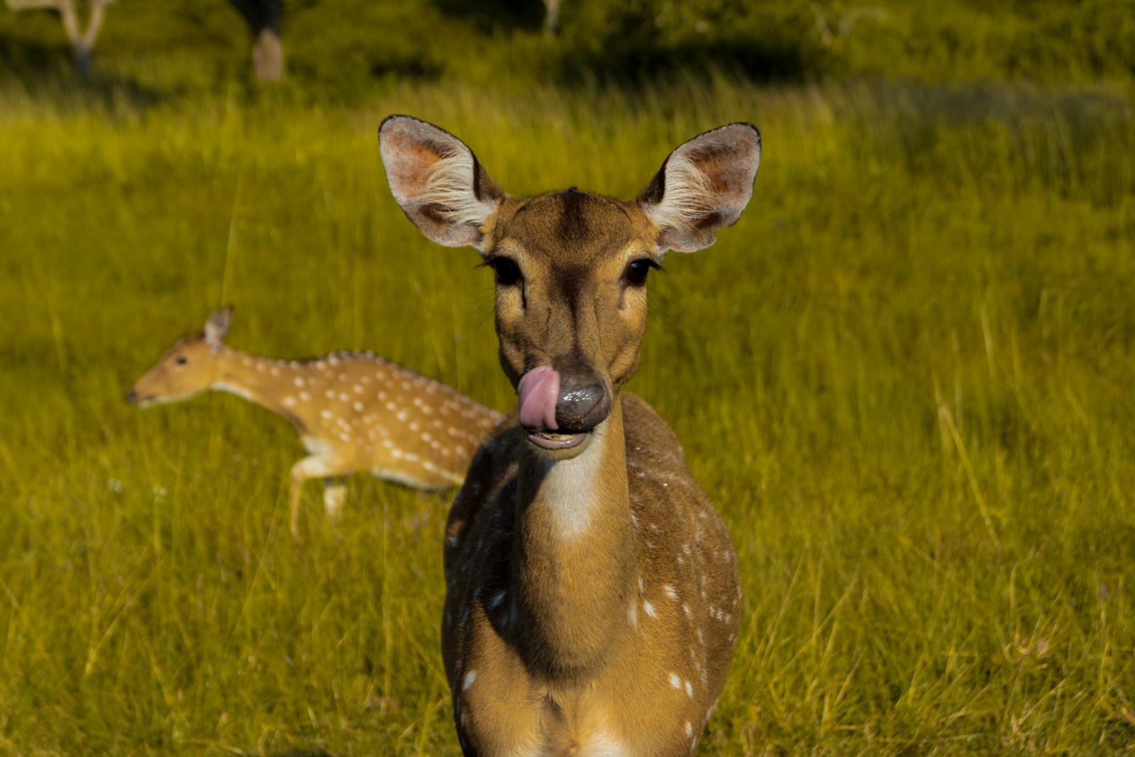 Deer Snorting