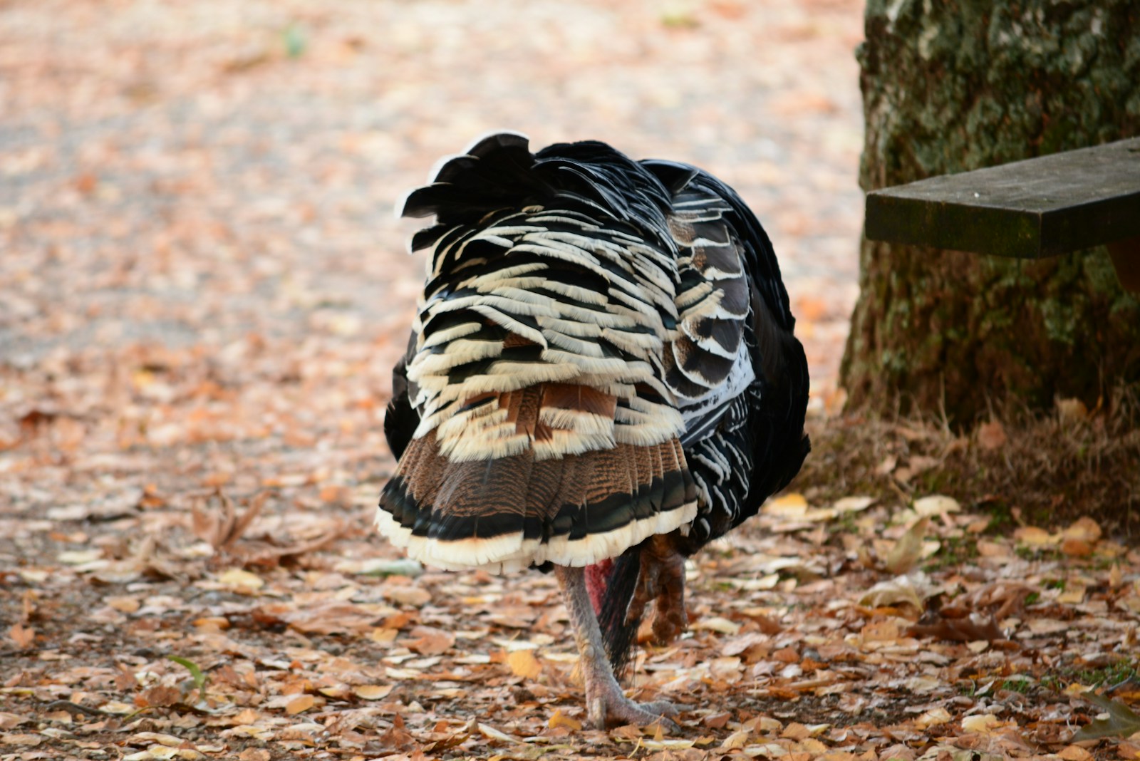 a bird standing on the ground
