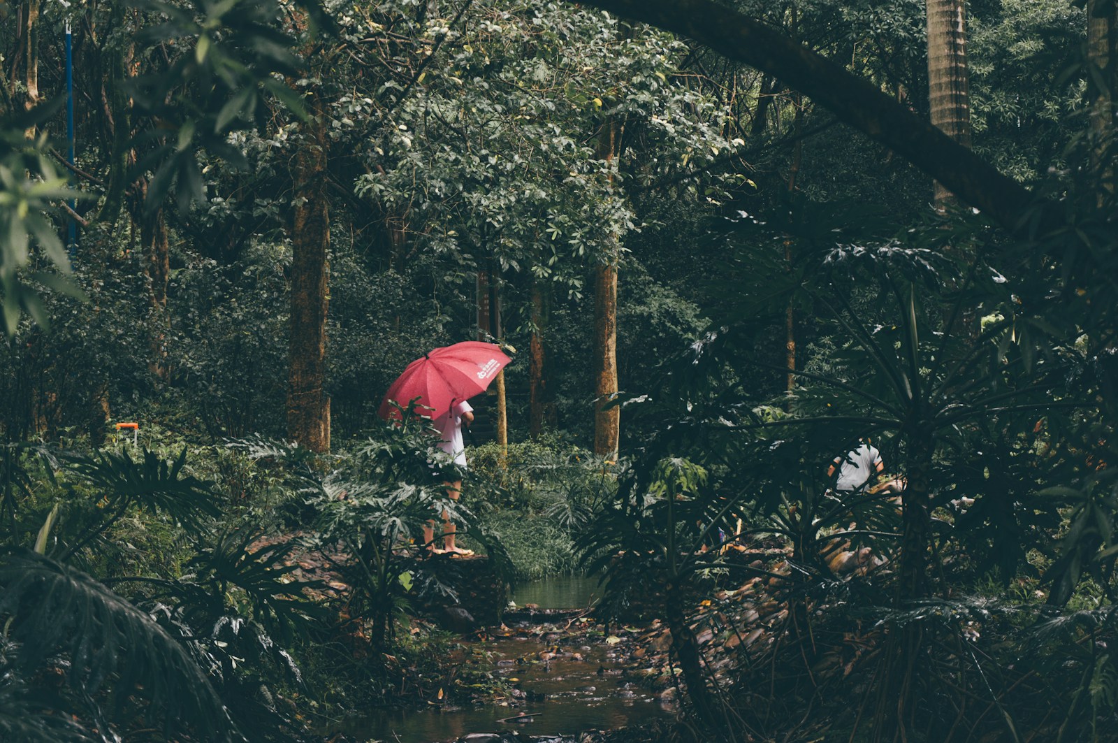 taiki-ishikawa-w6EMxsk8CDA-unsplash A man forage food in forest