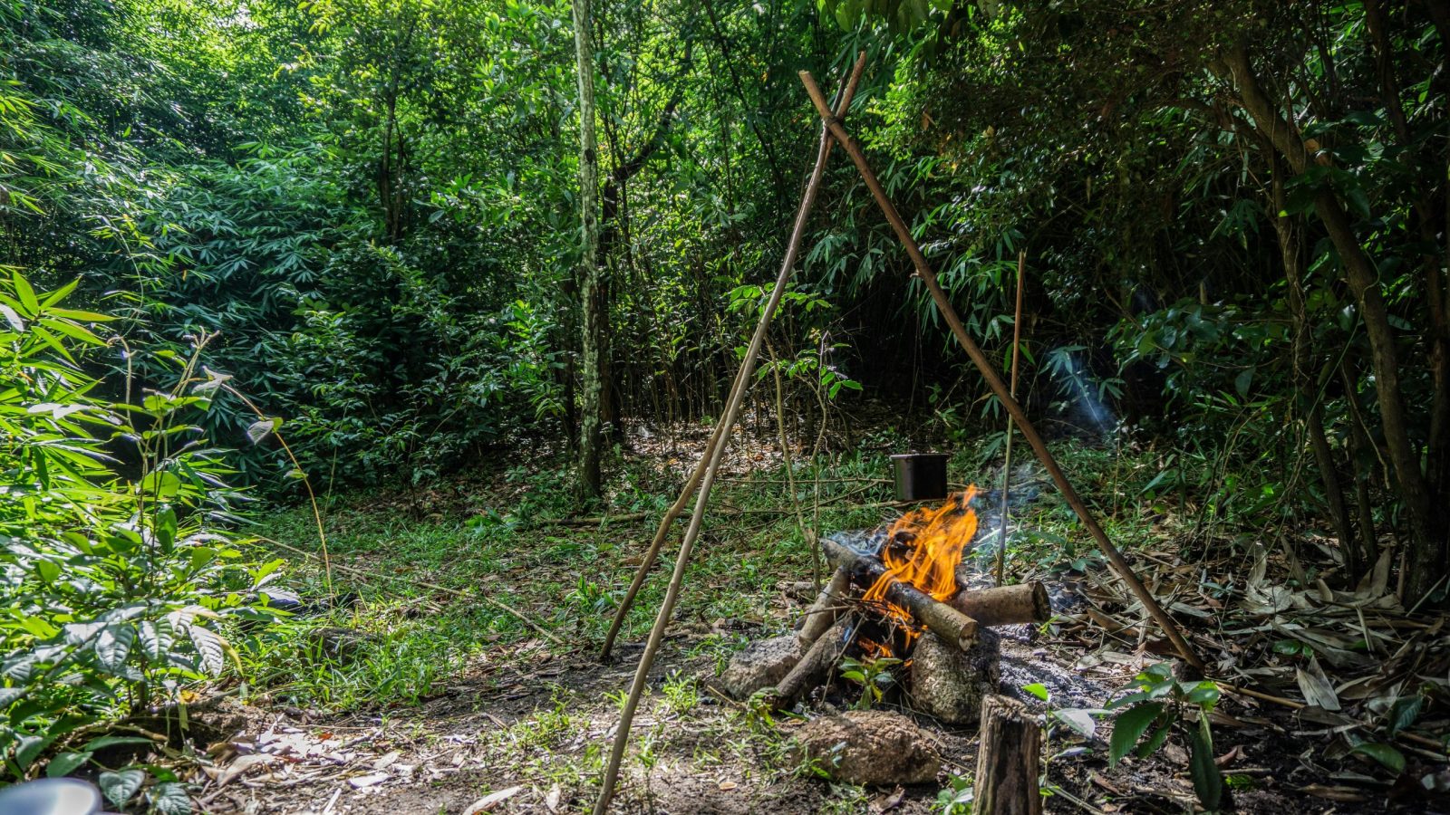 A serene forest scene with a campfire and pot cooking amidst green foliage.
