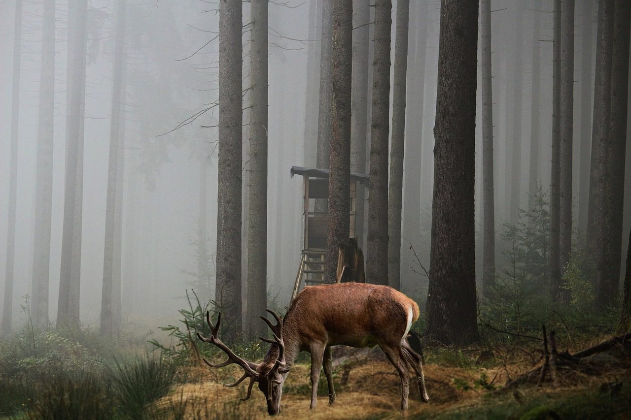 Deer in Woods