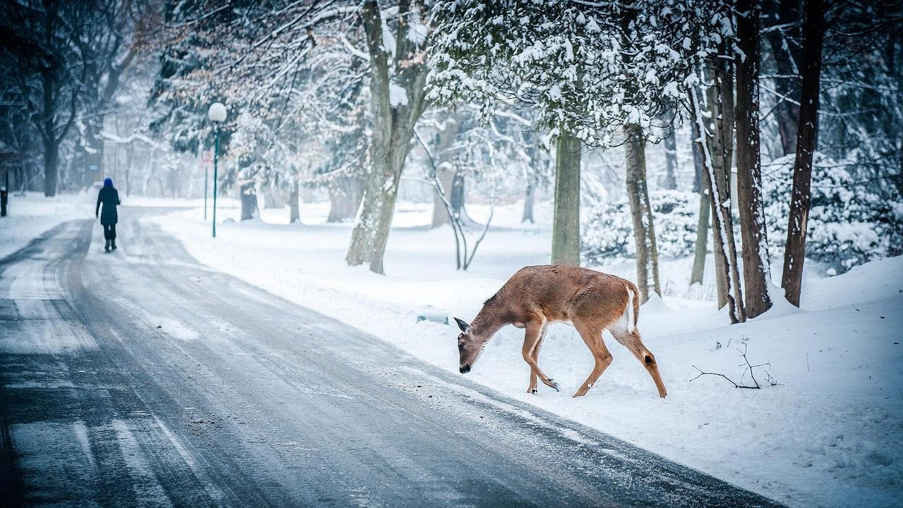 Deer Crossing Road