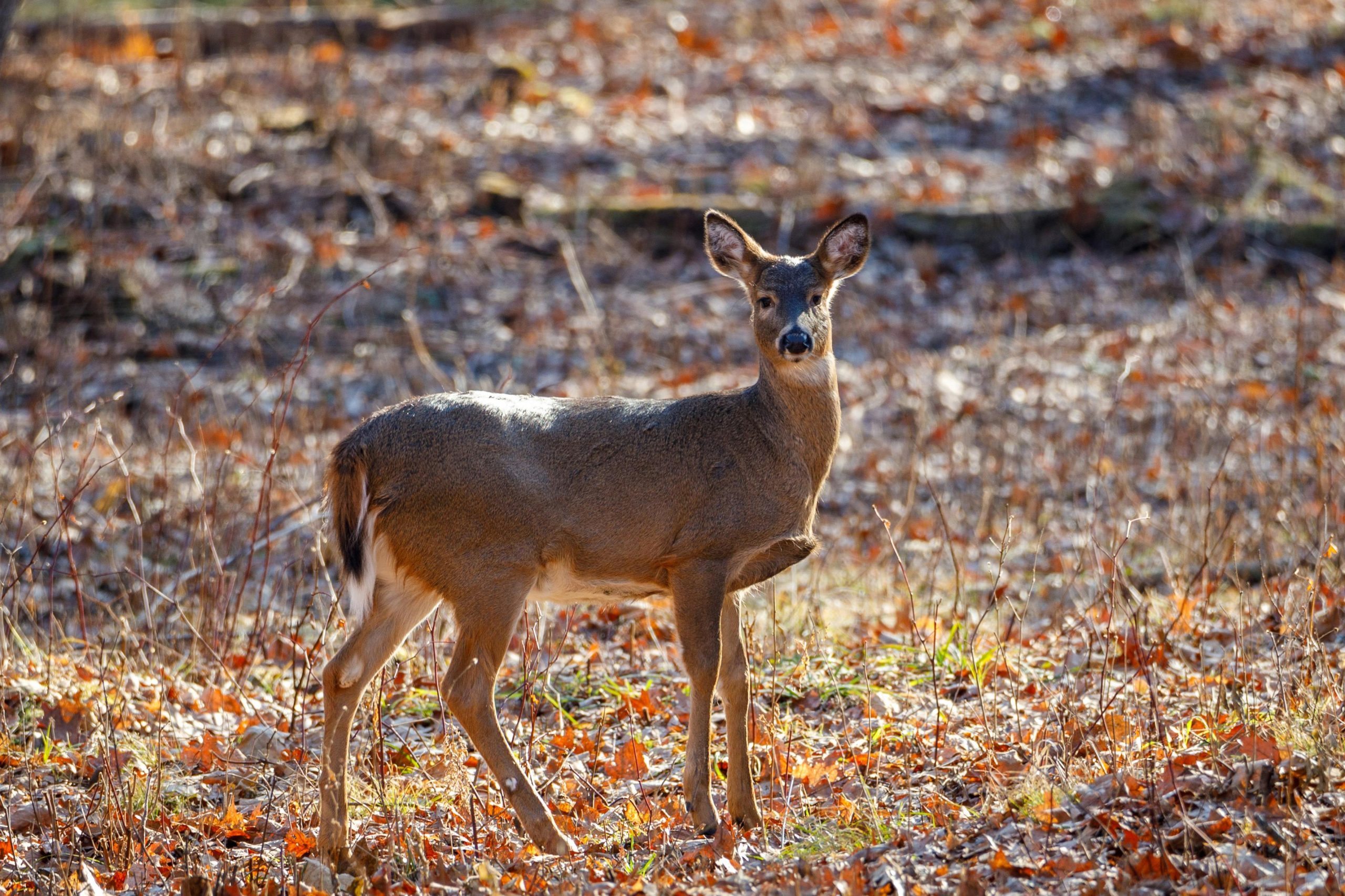 taiki-ishikawa-w6EMxsk8CDA-unsplash