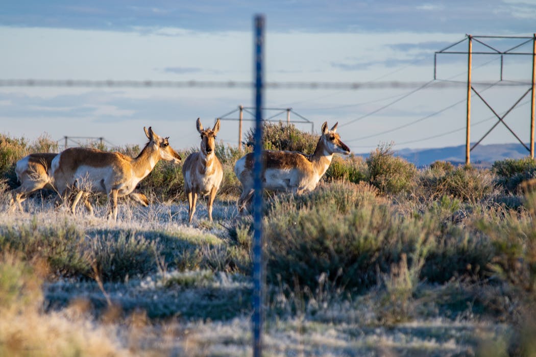 Three White-and-brown Four-legged Animals