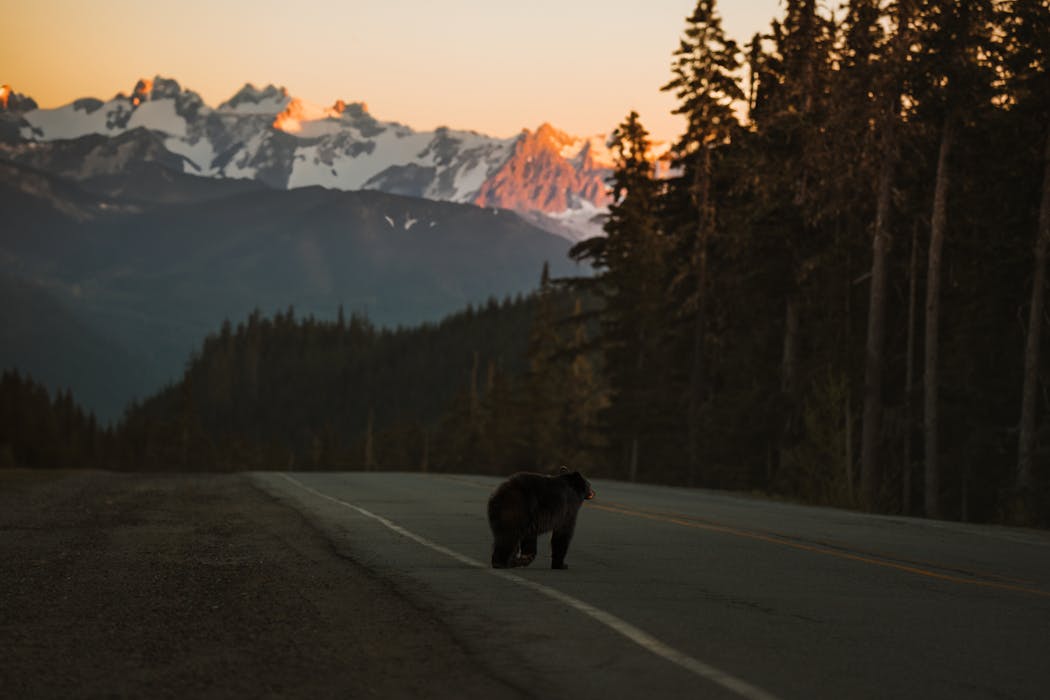 Bear Crossing Road in Forest at Sunset
