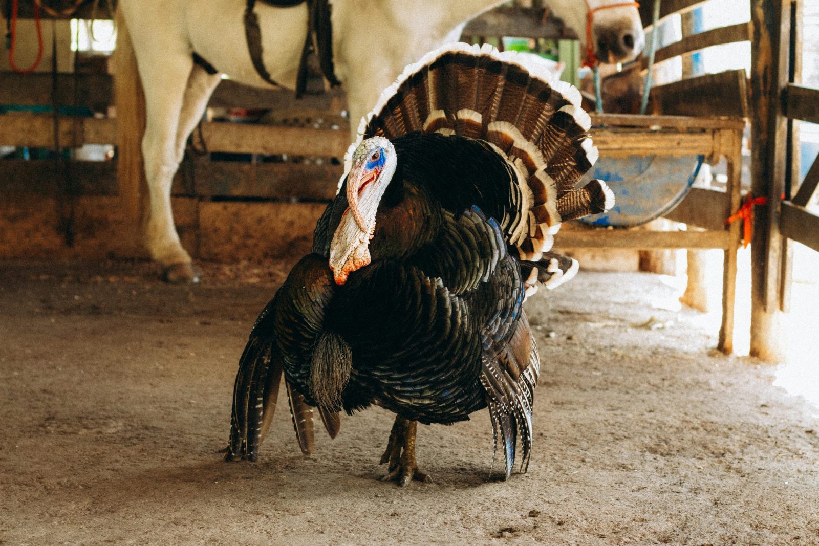 A vibrant turkey displaying its feathers in a rustic barn setting with a horse in the background.