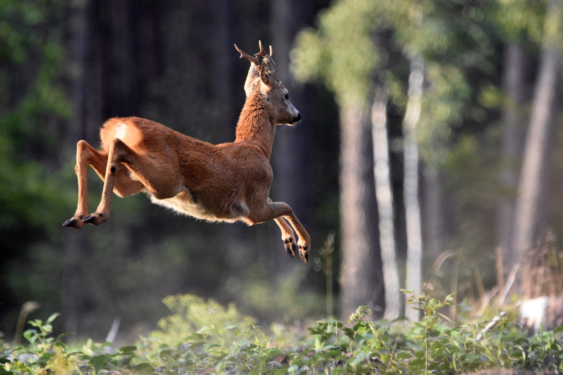 A Deer Running