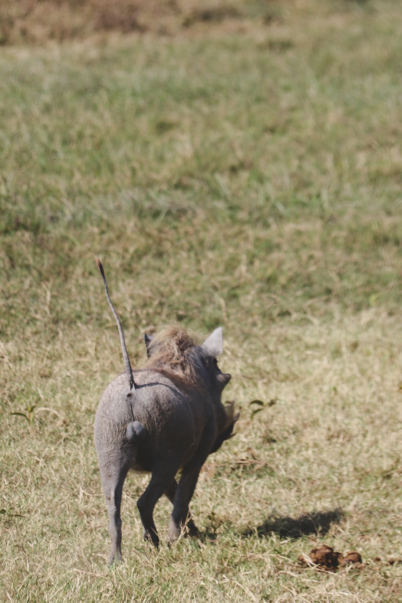 a small dog walking across a grass covered field