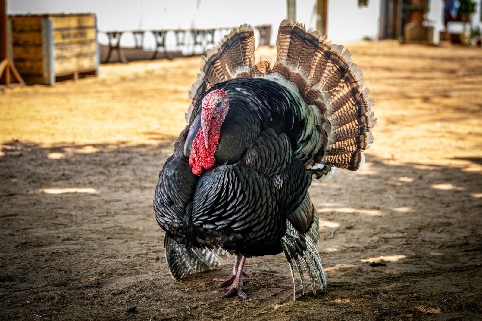Close-up of a wild turkey displaying feathers on a farm, highlighting its vibrant plumage.