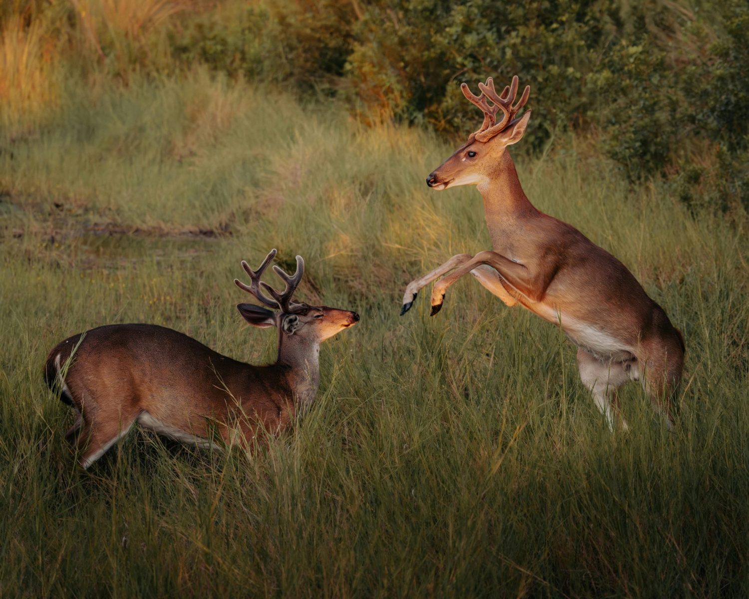 Two white-tailed deer bucks with antlers playfully interacting in a grassy field during fall.