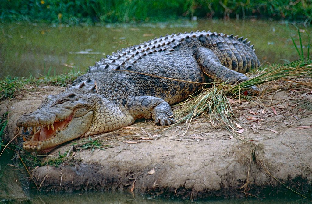 Saltwater Crocodile (Crocodylus porosus)
