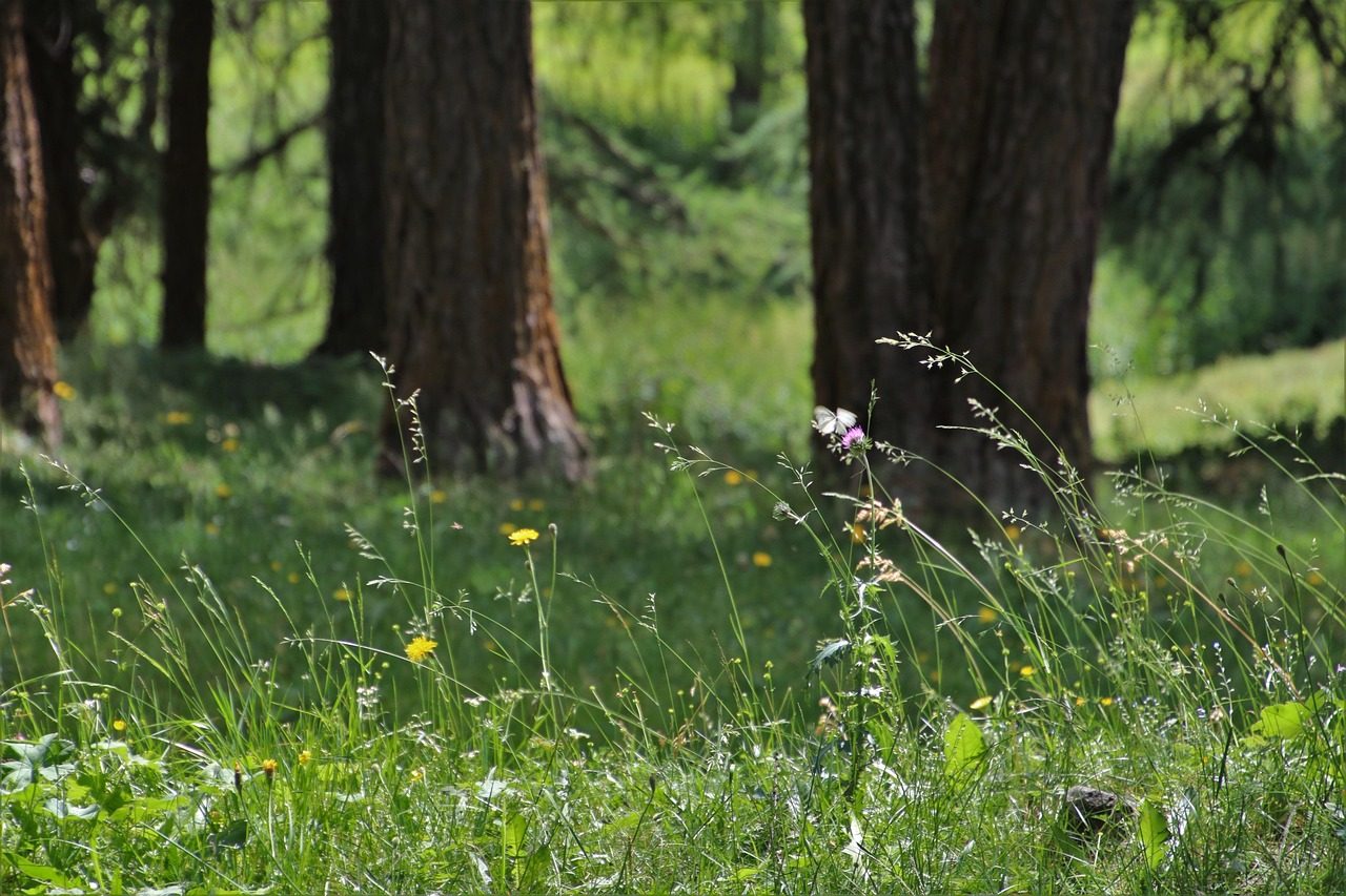 wind, in the forest, grass, meadows, plants, quiet, idyll, green, hill, pasture, relax, nature, hiking, satellite tv, recovery, peace of mind, pine forest, underfoot, rush, relaxation, forest, summer, in the morning, recovery, recovery, recovery, recovery, recovery, forest