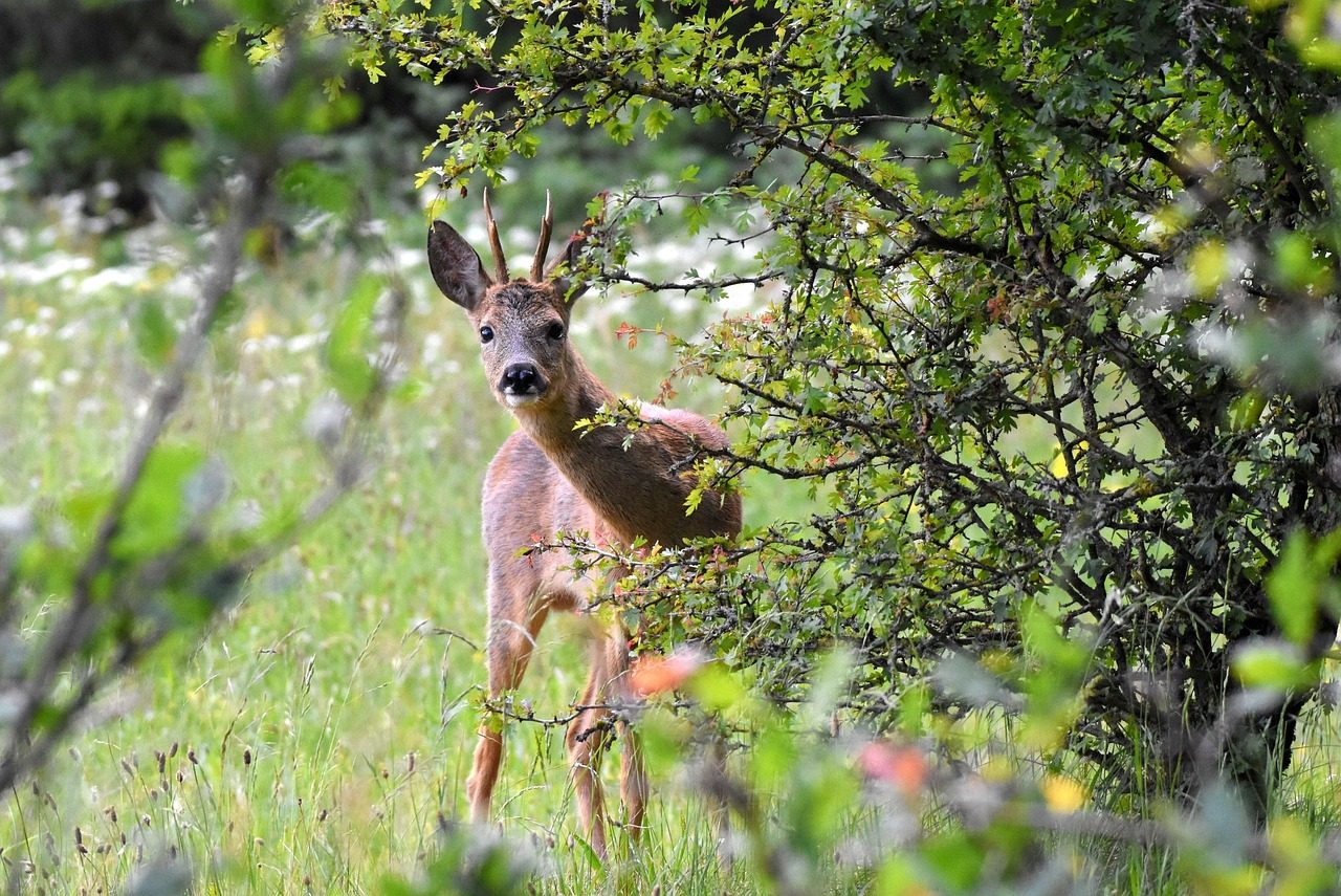 Deer Near Campground