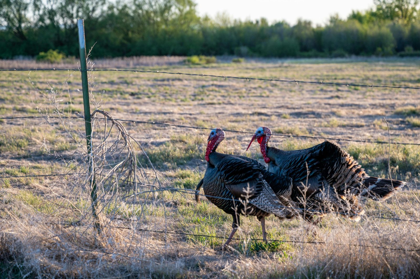 Two wild turkeys walking in a rural countryside landscape with a fence in the foreground.
