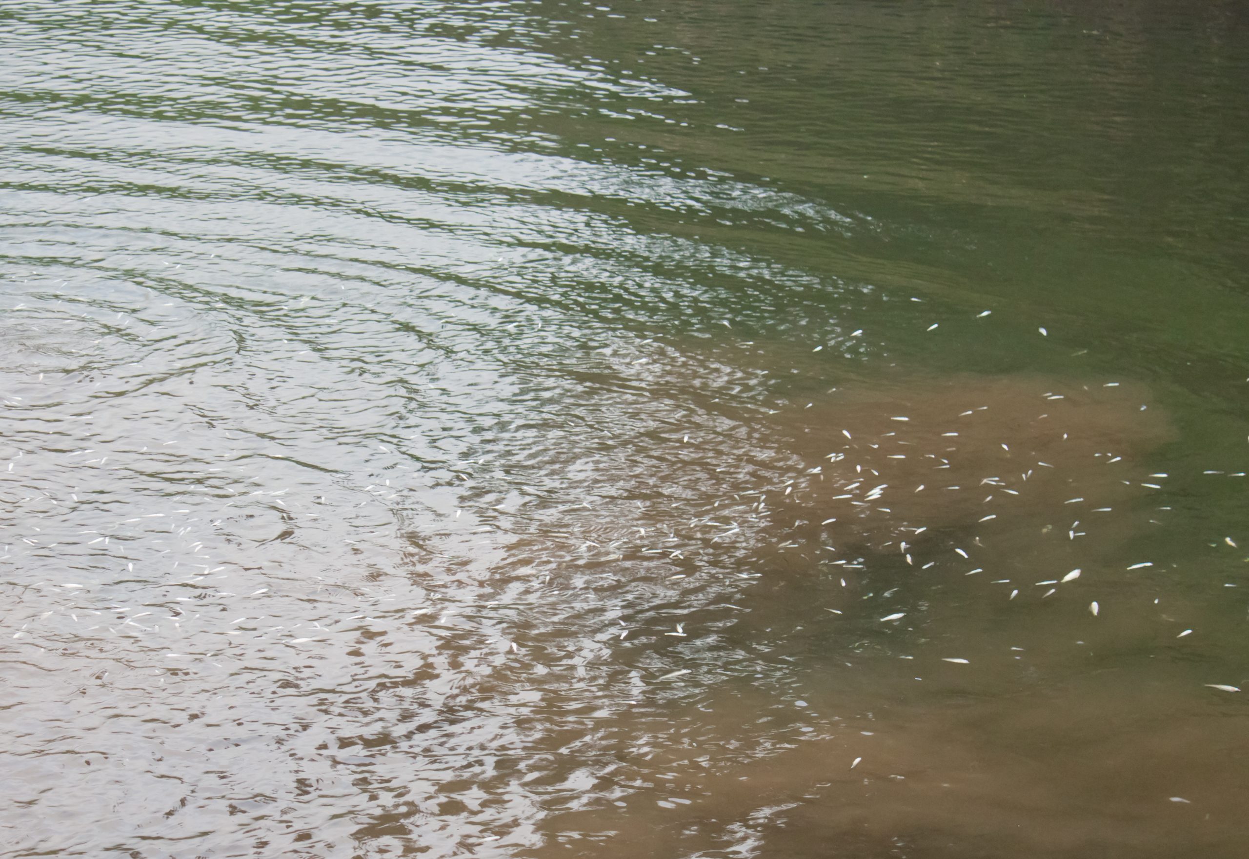 Deadly Fishing Method that destroys the environment - Bushcraft Base Camp