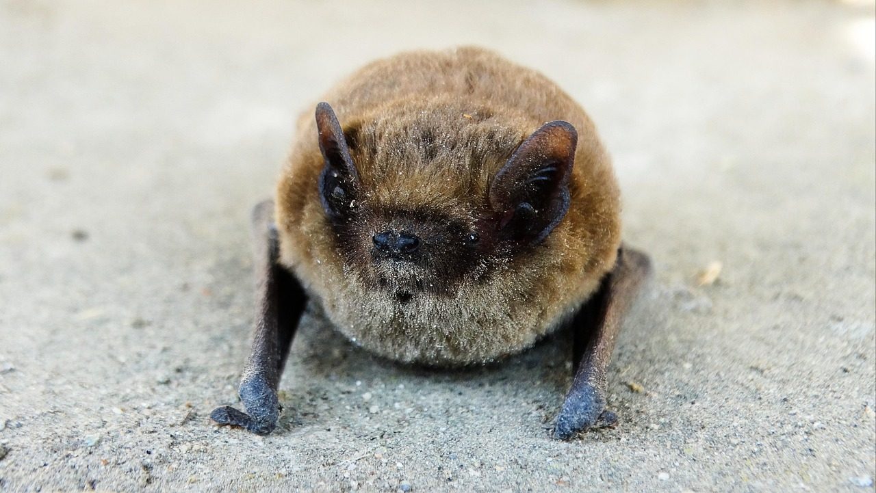 Pipistrelle