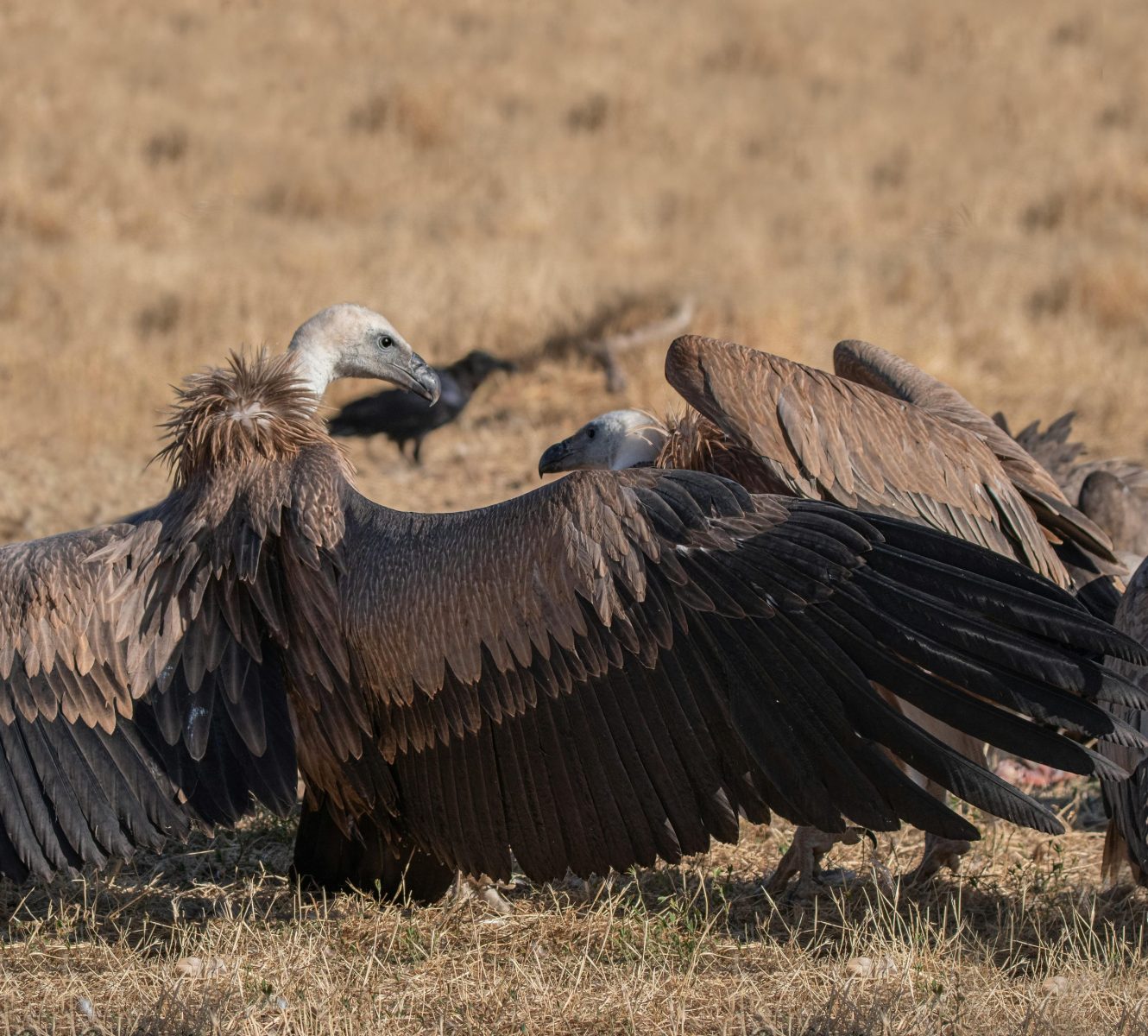 Group of vultures gathered on grassland, showcasing wildlife behavior.