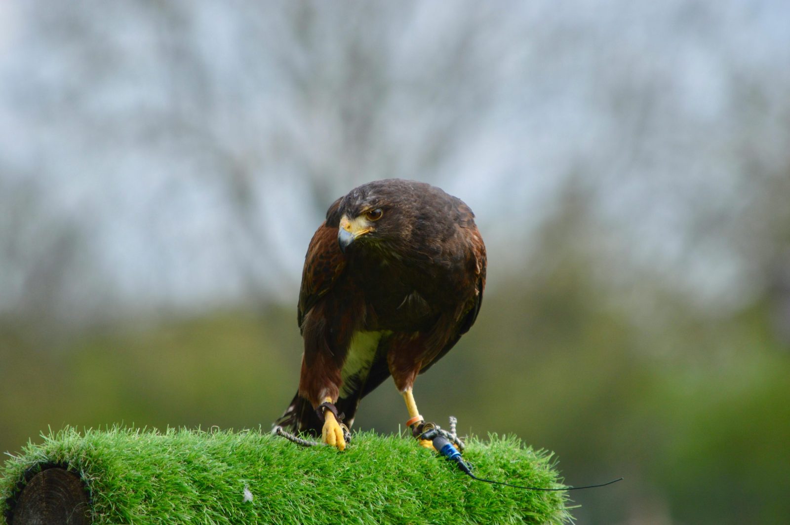 Harris' Hawk (Parabuteo unicinctus) perched in a London park, captured in natural setting.